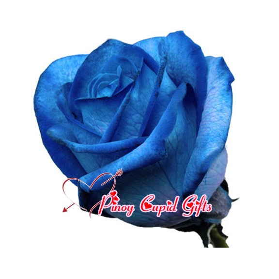 Imported Blue Ecuadorian Roses