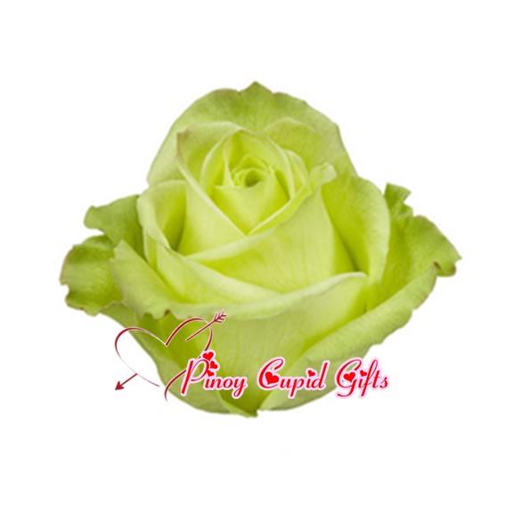 Imported Green Ecuadorian Roses