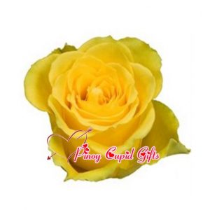 Imported Ecuadorian long-stemmed Yellow Roses