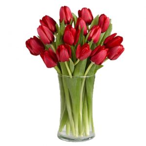 15 Red Tulips in a Vase