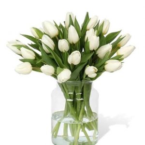 25 White Tulips in a Vase