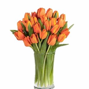 Holland Tulips 28